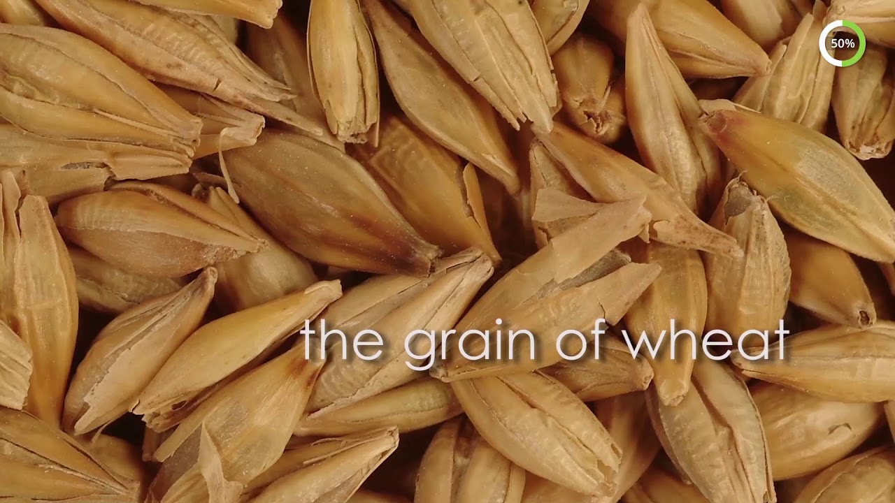 Cereals | Loulis Museum