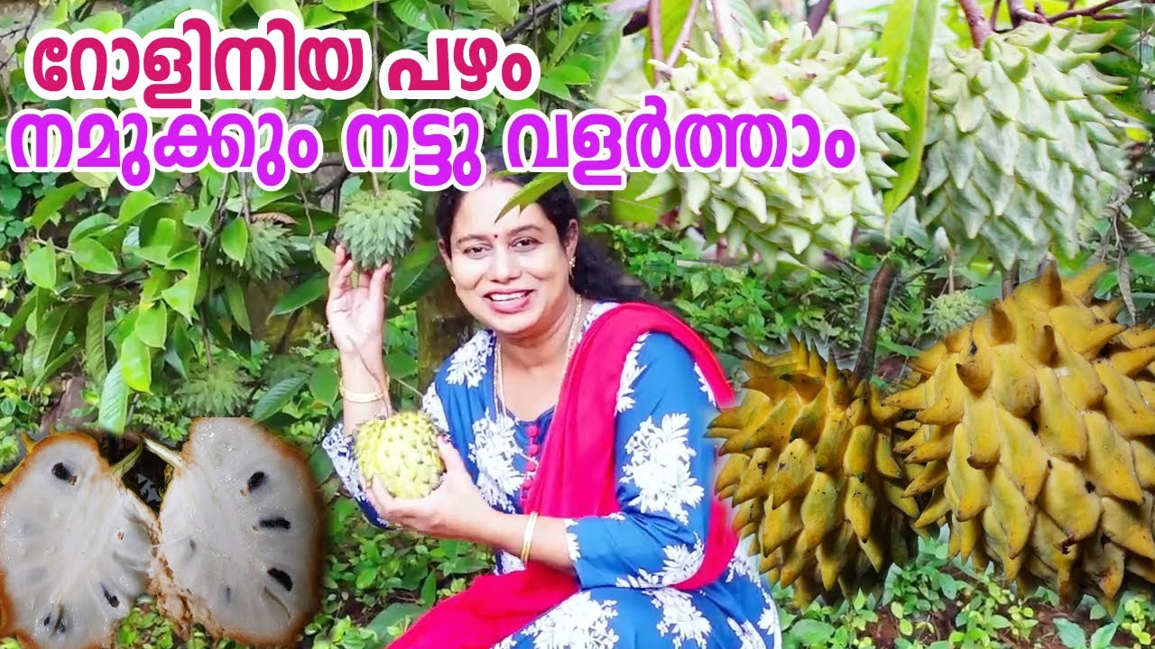 റോളിനിയ പഴം  അറിയേണ്ടതെല്ലാം Rollinia fruit information VERITY FRUITS KERALA