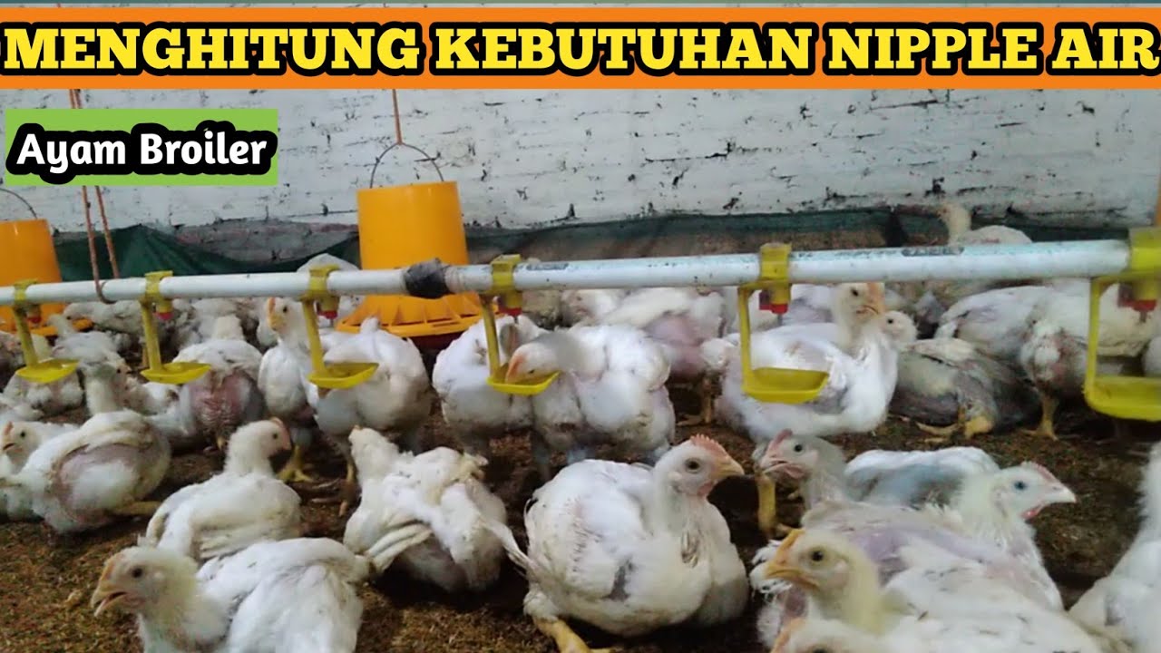 Cara Menghitung Kebutuhan Jumlah Nipple Air Minum Ayam Broiler