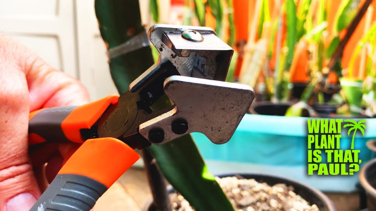 MAIL DAY UNBOXING, Thai BLOOD DRAGON FRUIT and a Very Cool GRAFTING TOOL ( Thank You Peps )
