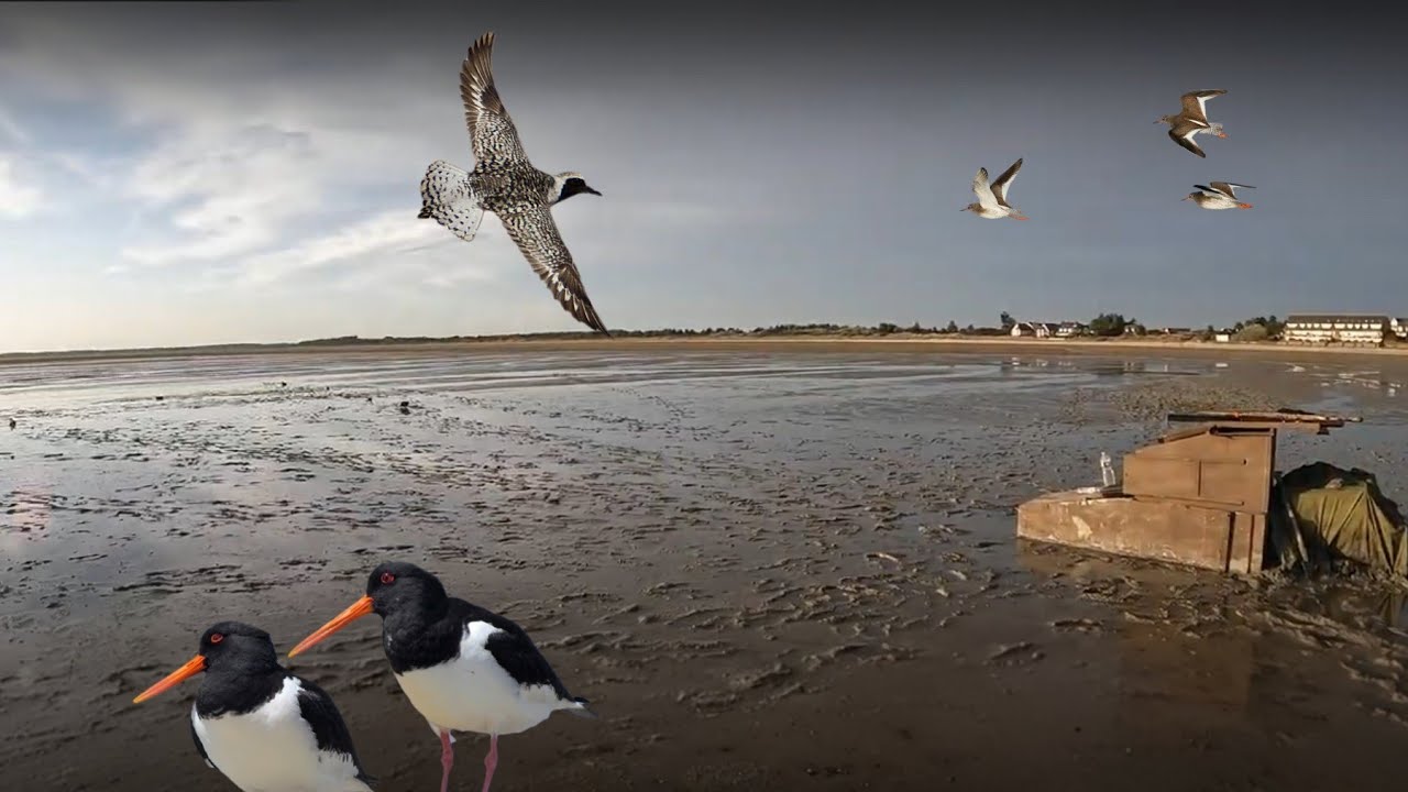 Chasse aux limicoles et au hutteau en Baie de Somme 🪶
