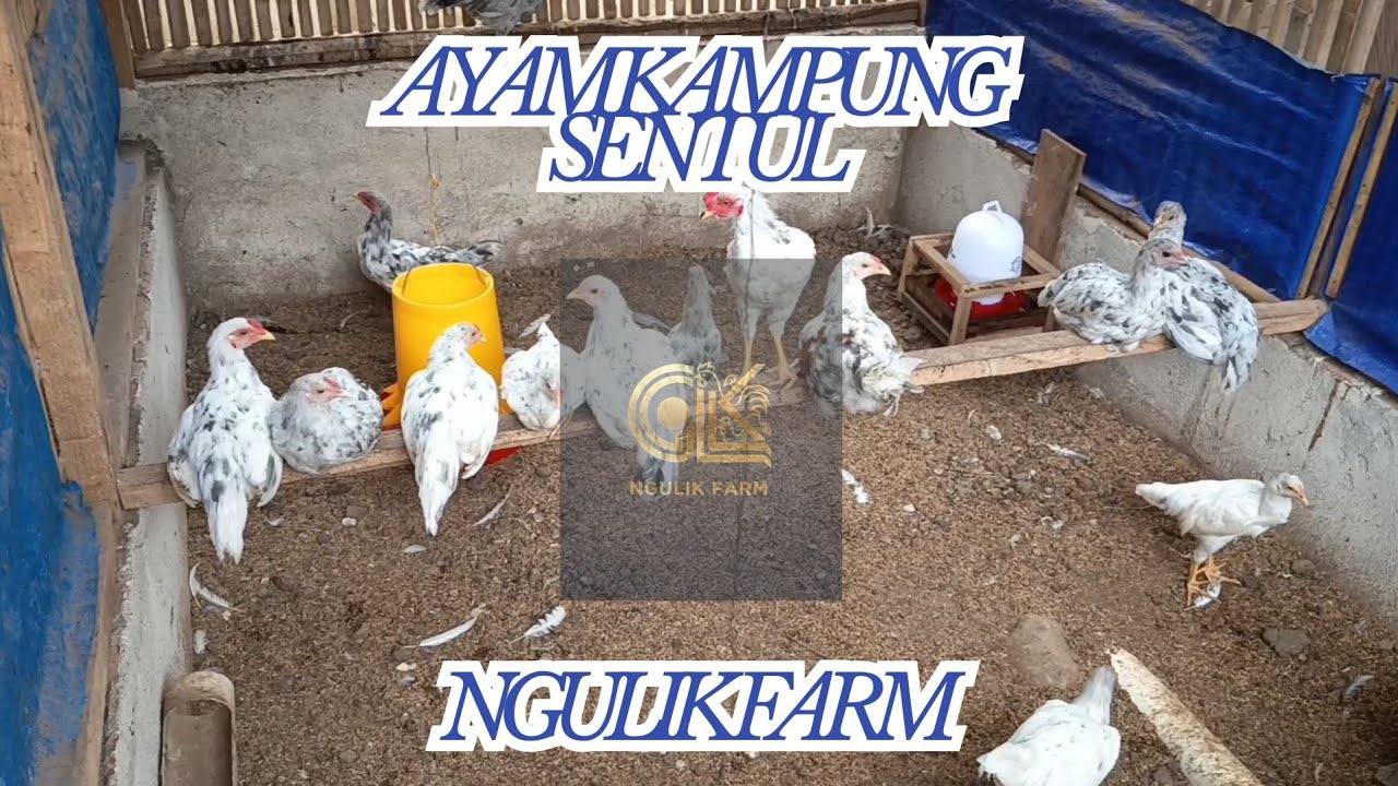 MELIHAT PERTUMBUHAN DAN PERKEMBANGAN AYAM KAMPUNG SENTUL CIAMIS ‼️