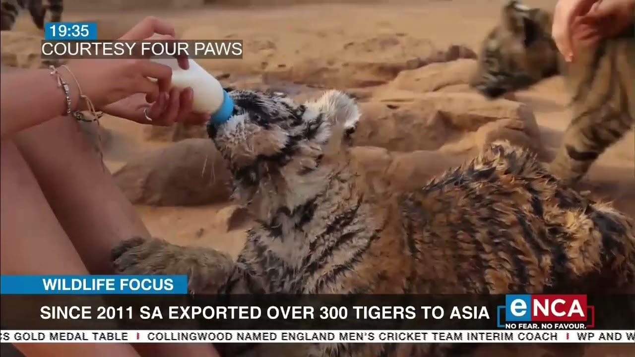 Tiger breeding for export on the rise in SA