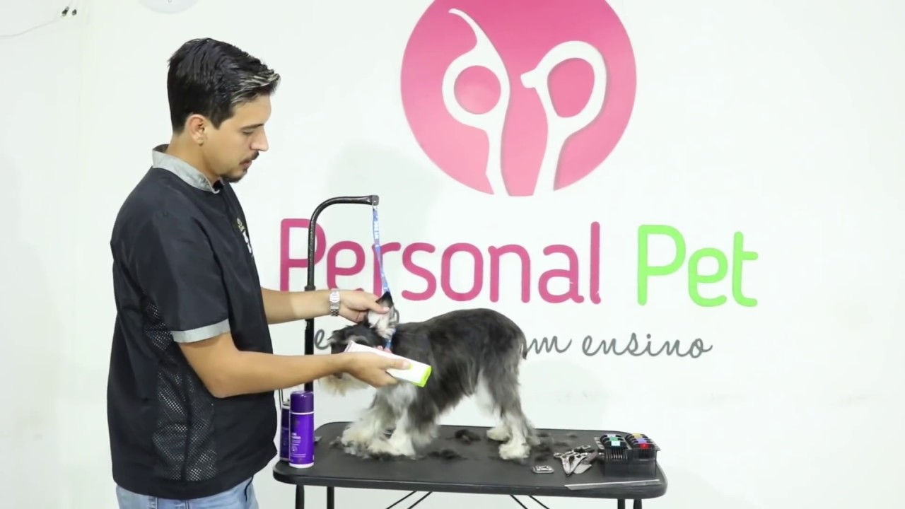 Tosa em Schnauzer Passo a Passo - Curso de Banho e Tosa Personal Pet Escola