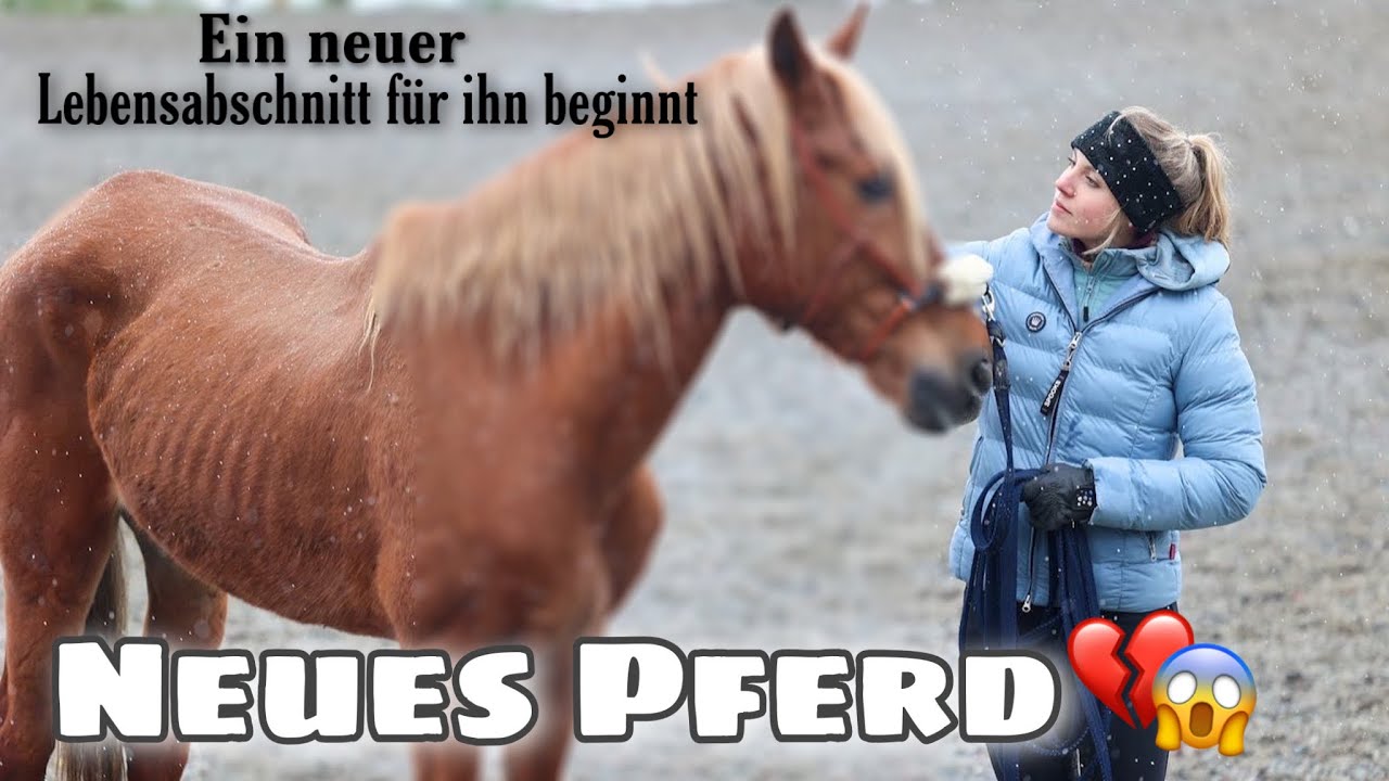 Rettungs-Pferd Enrique kommt an😱😍