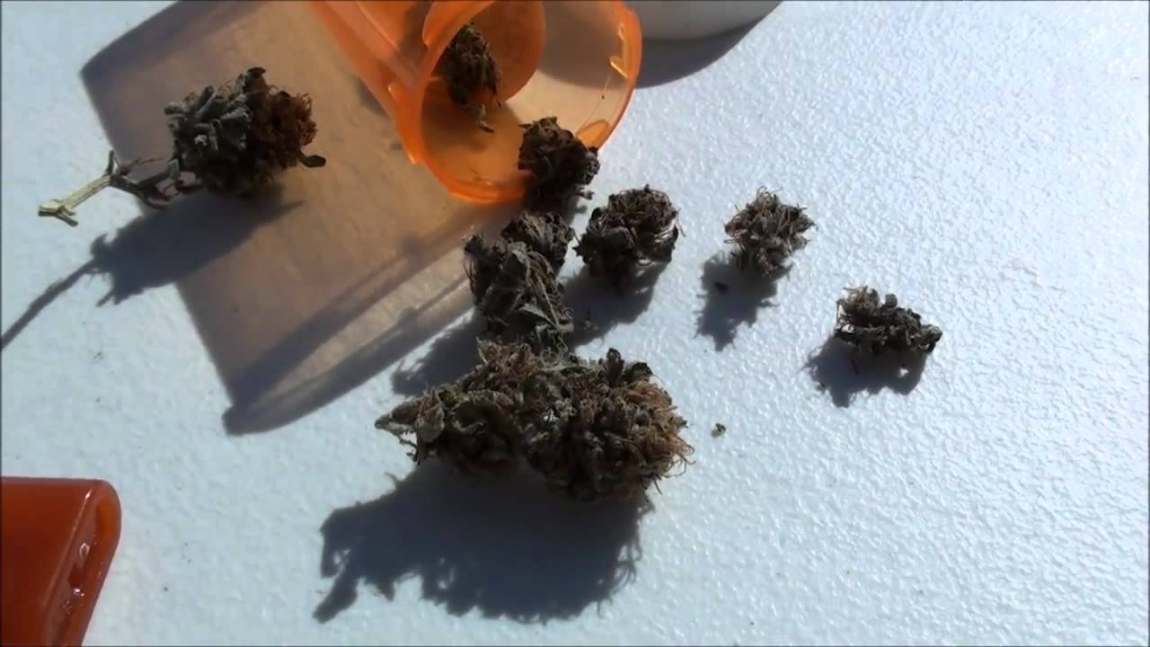 Purple Diesel Weed Review