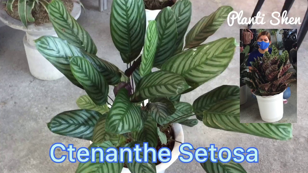 Ctenanthe Setosa 💚🌱🍃☘️🍀🌿