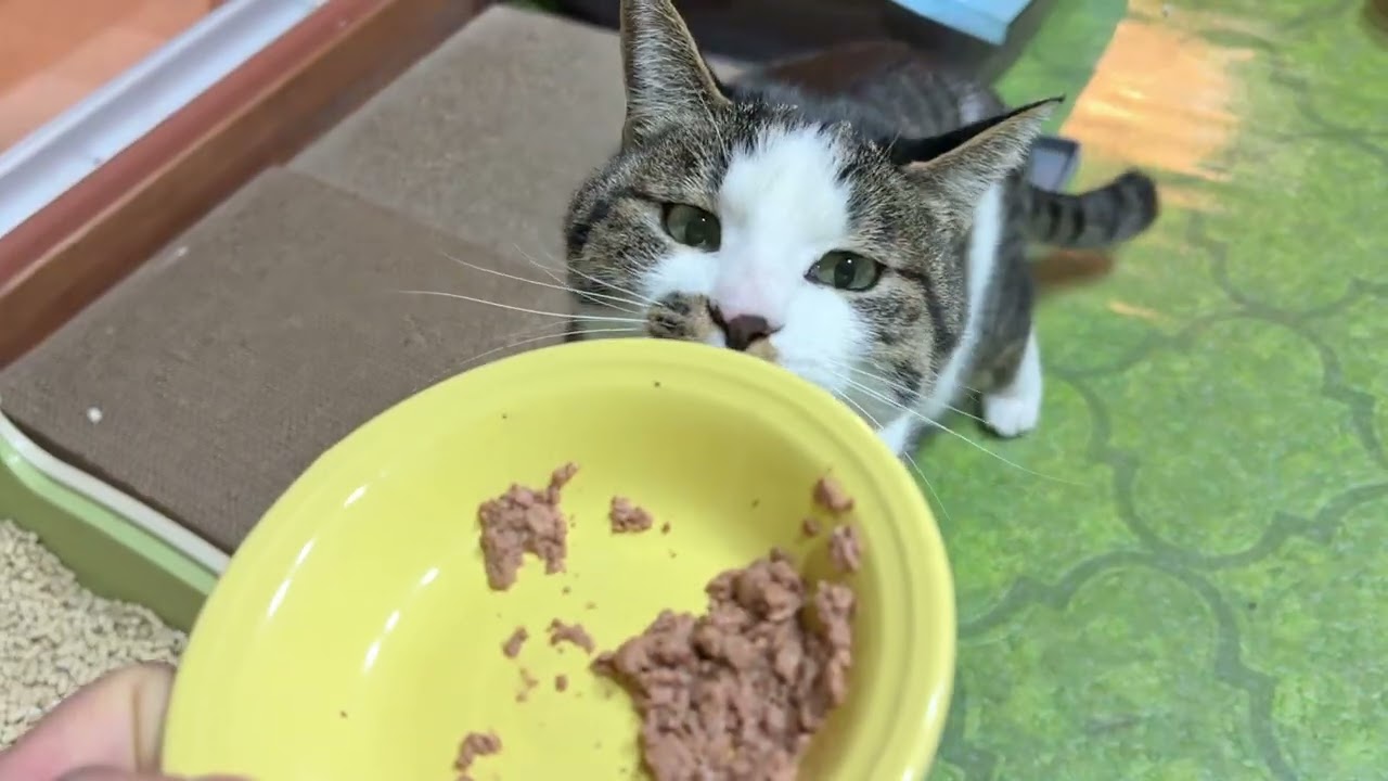 温めたウェットフードの夕ごはんを配膳します【26年2月17日その4】