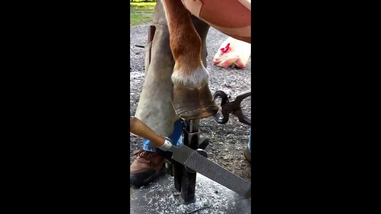 Trimming hooves of a chronically foundered pony/horse. Natural hoof trimming.