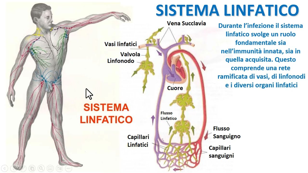 IL SISTEMA LINFATICO