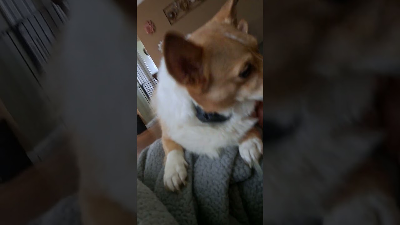 I love Corgis