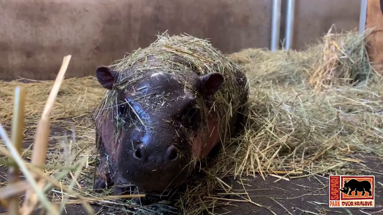 Safari Park Dvůr Králové: Mládě hrošíka liberijského