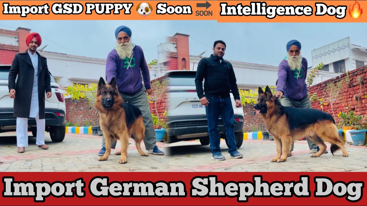 IMPORT German Shepherd DOG Long Hair🔥, puppies 🐶 SOON 🔜. HARSHGHOTRA HARMANTEAM.