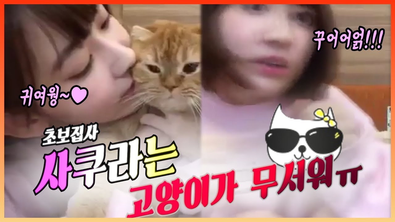 사실 사쿠라는 고양이보다 서열이 낮다고합니다..?