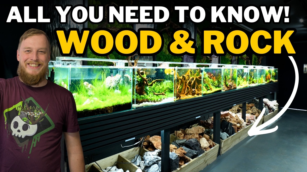 Aquarium Hardscape Masterclass: Aquascaping your fish tank the right way!