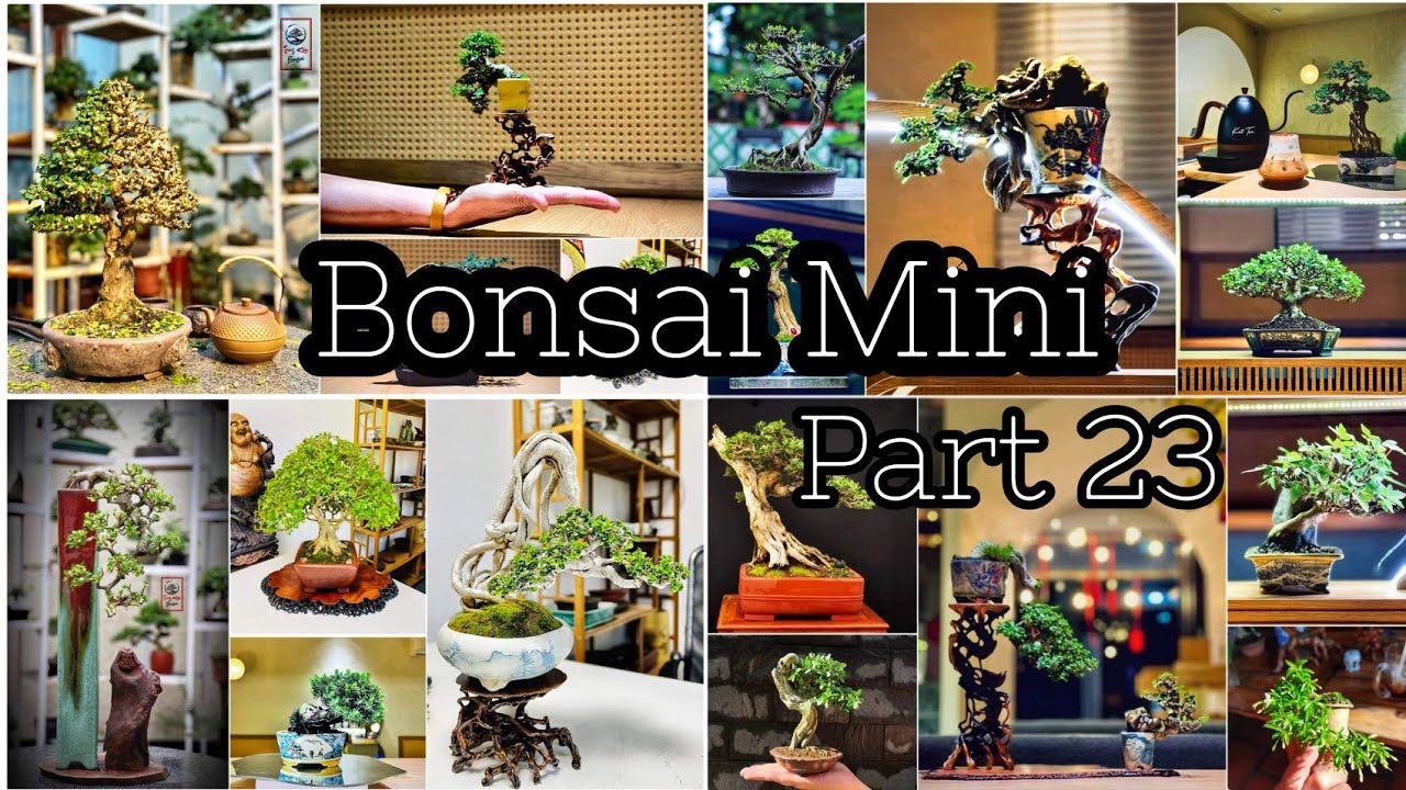 Những tác phẩm bonsai mini để bàn || Bonsai mini part 23 ||Hanhcanhbonsaimini