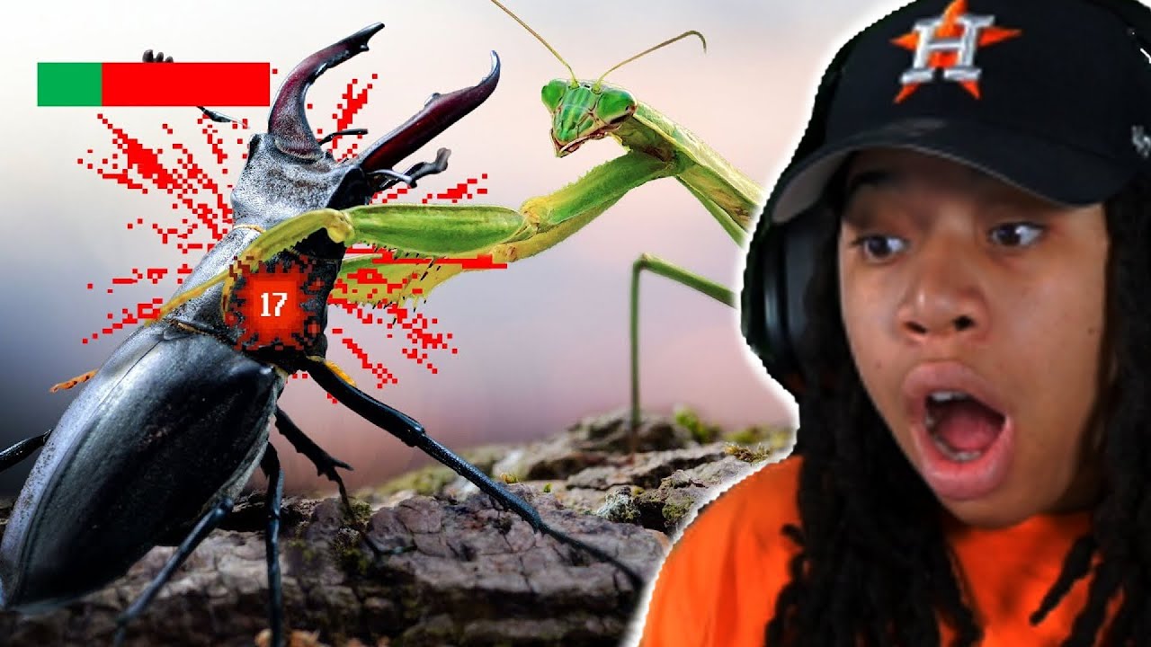 The Insect Tier List.. Even The Mantis Has Better Hands Than Deji 😨🤦‍♀️