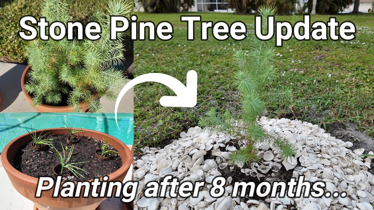 Stone Pine Tree Planting - 8 months!