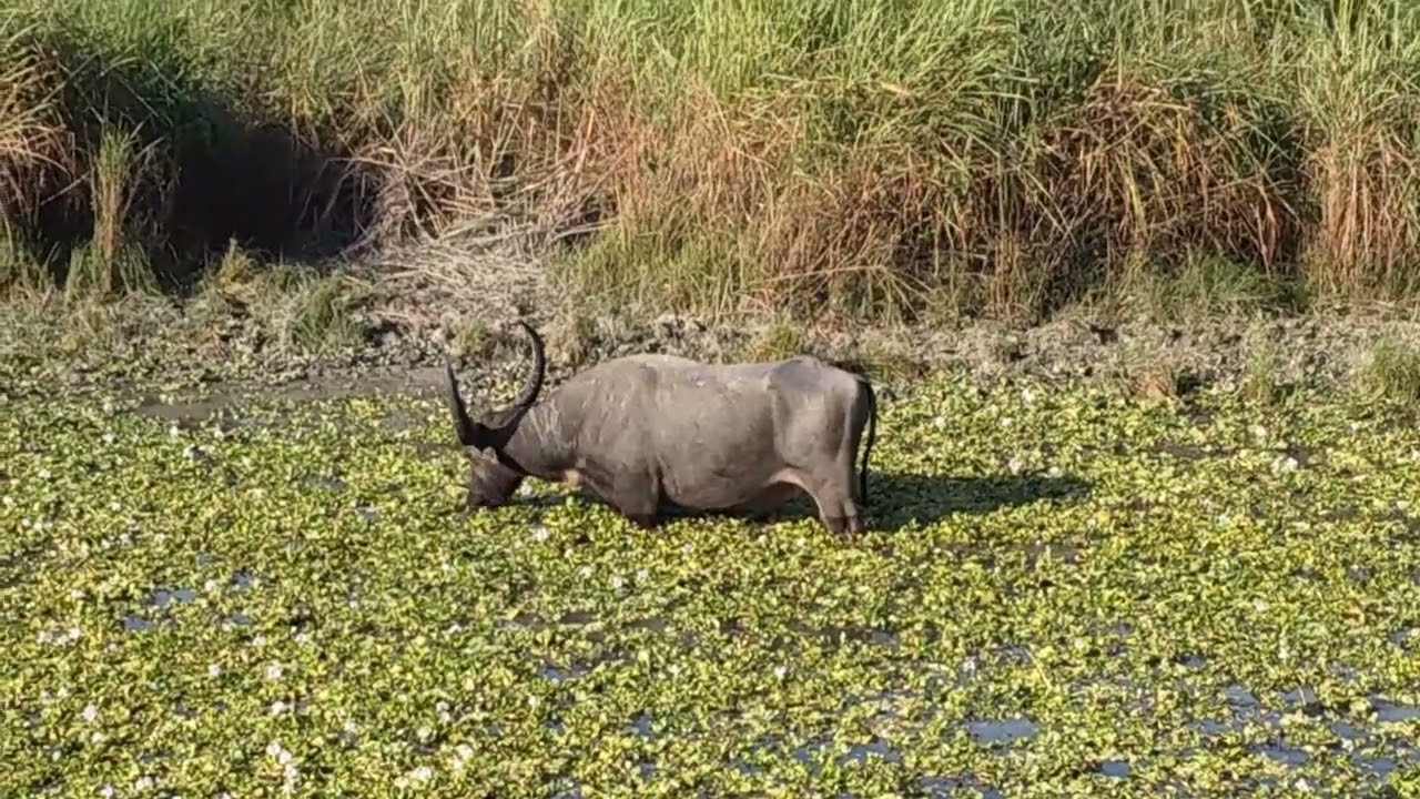 RHINO FROM SHAKE HAND DISTANCE 😲// 2025// BIKE RIDE 🌎🌎