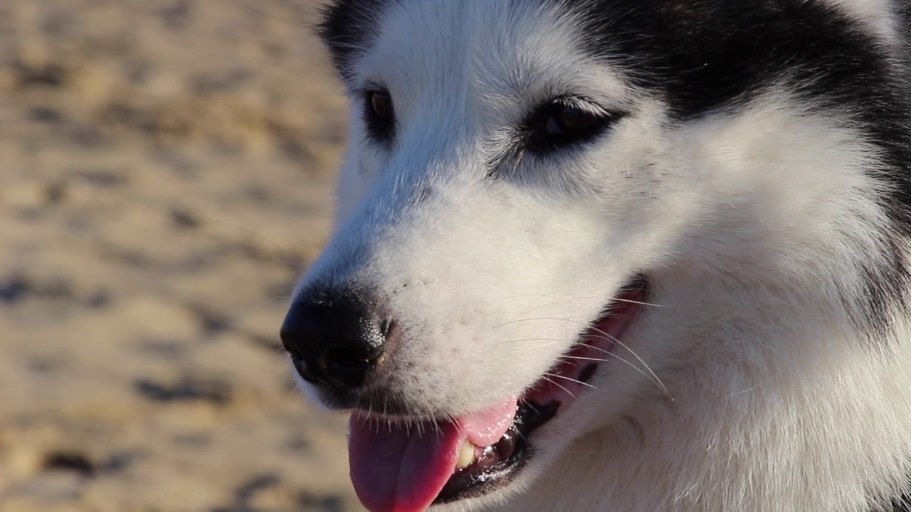 Siberian Husky - Vorurteile und Klischees