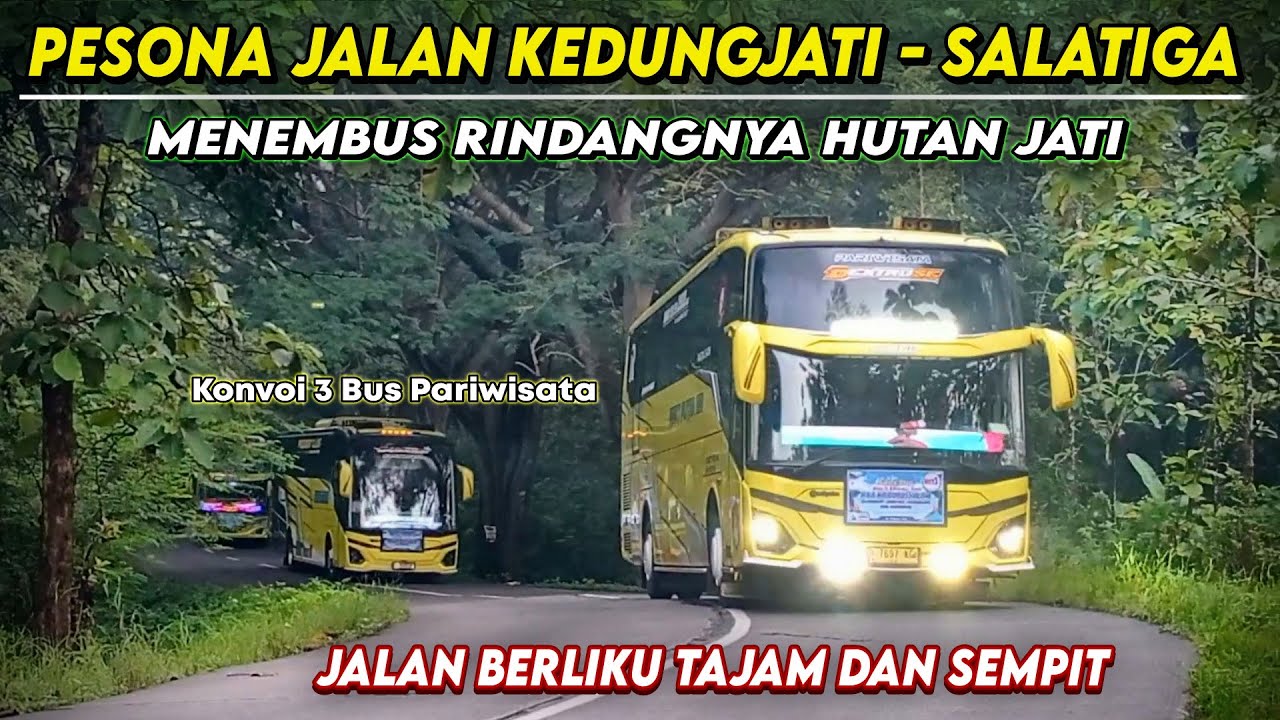 Konvoi 3 Bus Menembus Rindangnya Hutan Jati di Jalan Kedungjati - Salatiga yang Berliku-liku