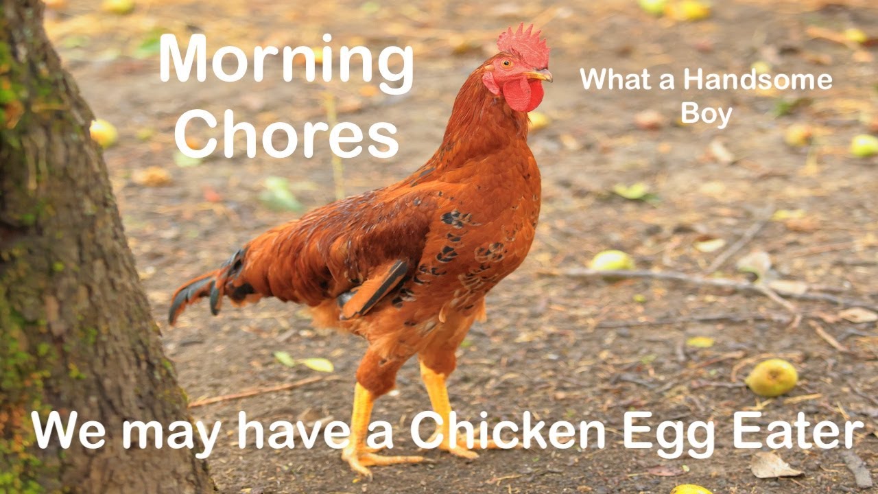 Morning Chores