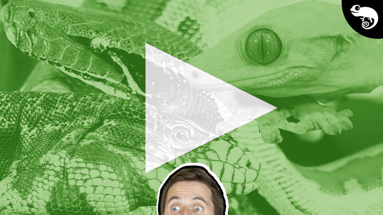 Q&A, Reptile Room, Fan Mail - Clint's Reptiles Live!