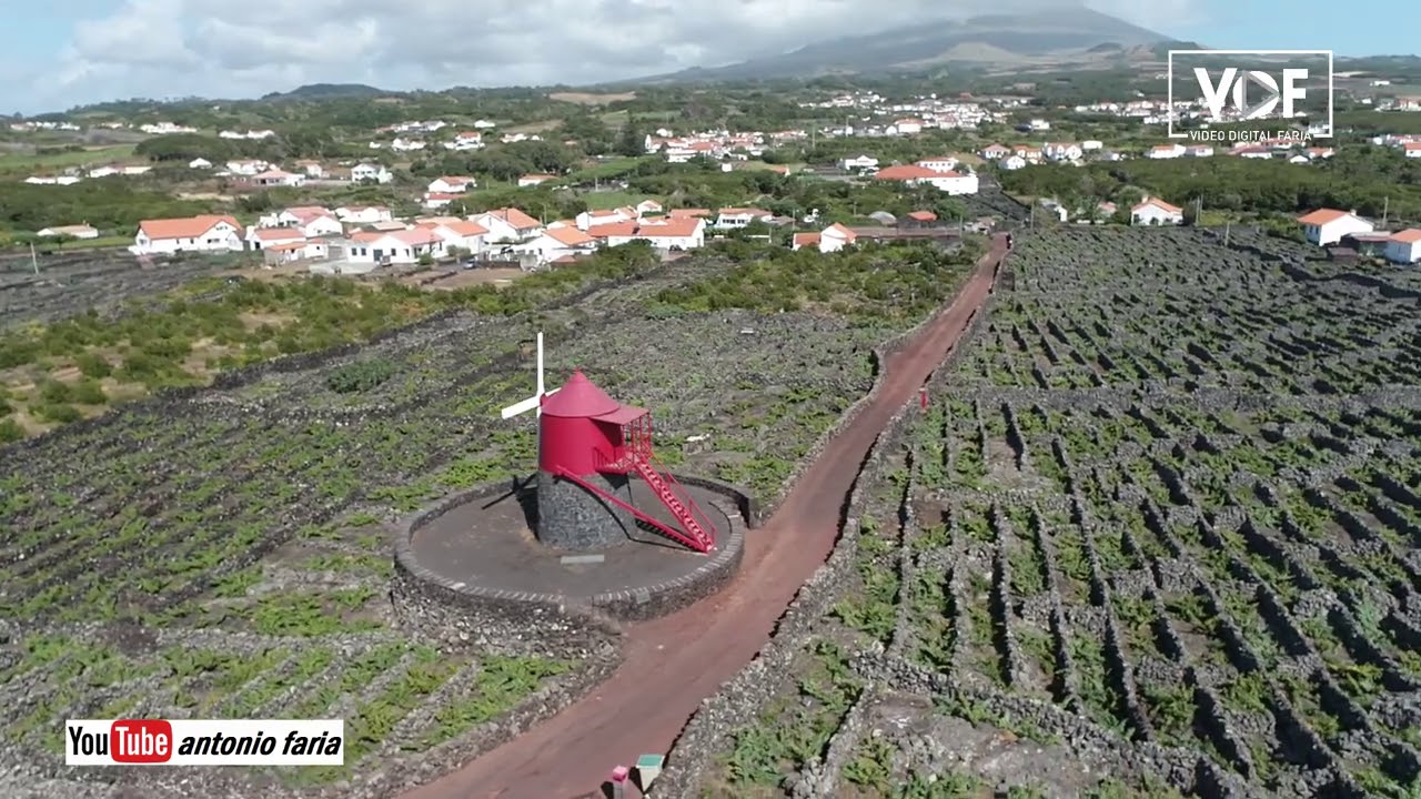 Da pedra se faz vinho - Madalena Ilha Pico Açores