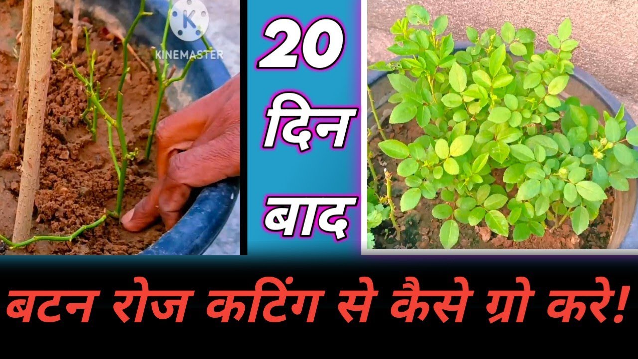 बटन रोज कटिंग से कैसे ग्रो करे बिलकुल आसान तरीके से अपने घर पे !!