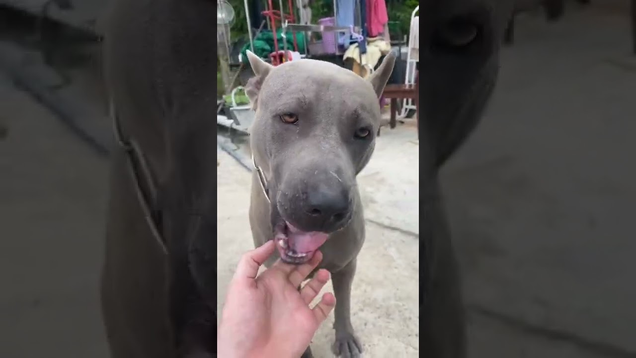 Purebred Thai Ridgeback Guard Dog 🤛. 