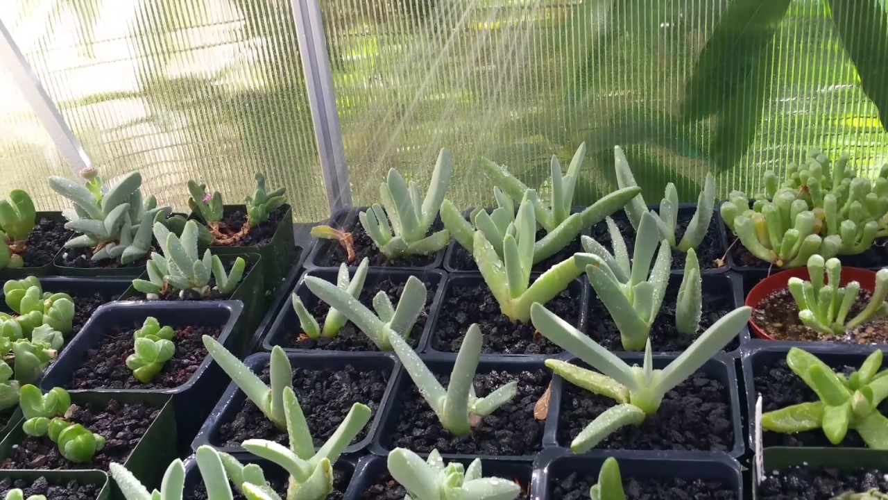 How to water lithops, conophytum, cheridopsis, mesembs in summer