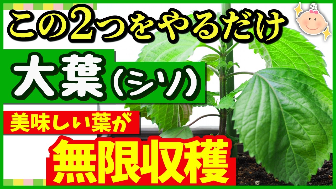 大葉(シソ)を無限に収穫する！絶対やるべき6月に行う“たった2つ”の事♪大葉の剪定・育て方【初心者・家庭菜園】