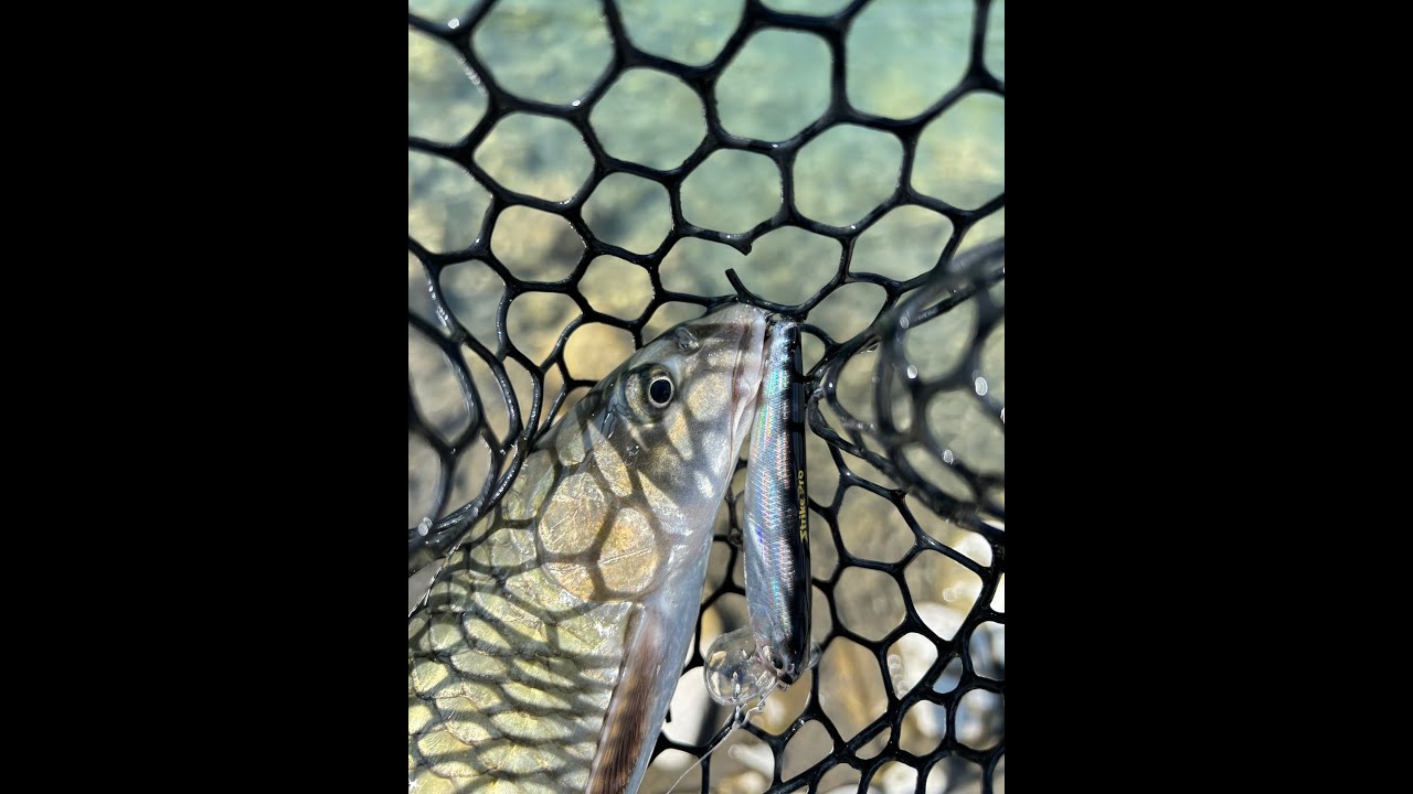 Swing Pops 爬行餌by Strike Pro #strikepro #lure #路亞 #outdoors #topwater  ＃0192024