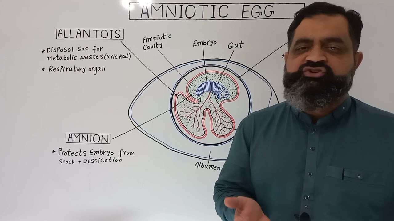 Amniotic Egg English medium @ Prof Masood fuzail | Amniotes English medium |Extra embryonic membrane