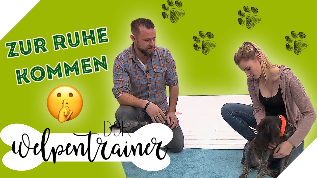 Total AUFGEDREHT! Wie beruhige ich meinen Hund? | Der Welpentrainer | sixx