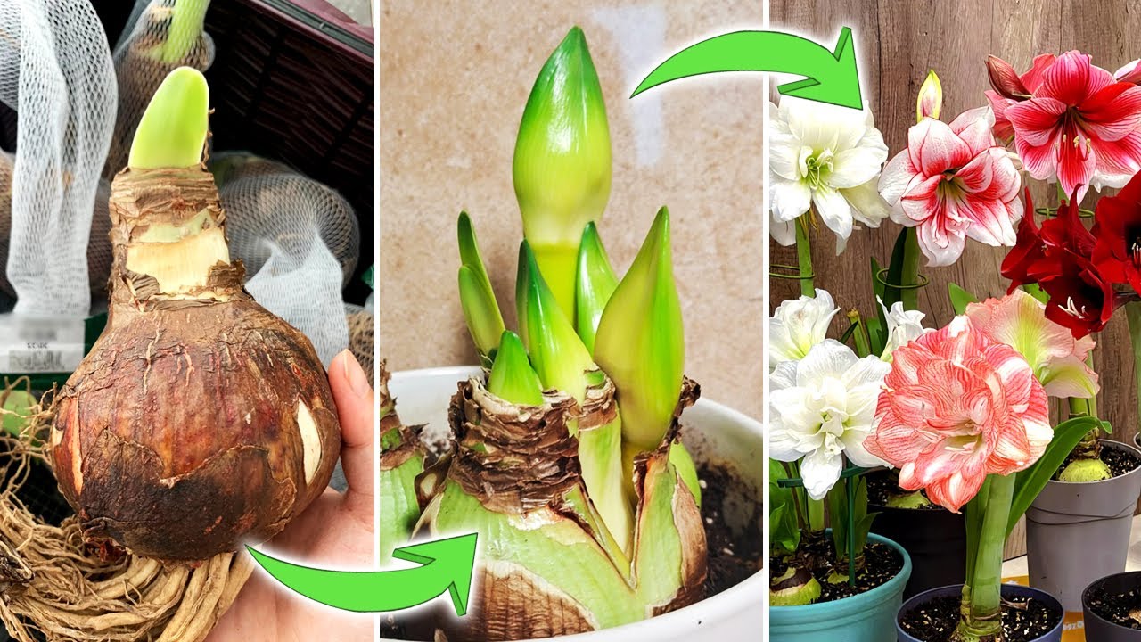Amaryllis or Hippeastrum? How to Select and Plant Bulbs? Which Variety Blooms Longer?