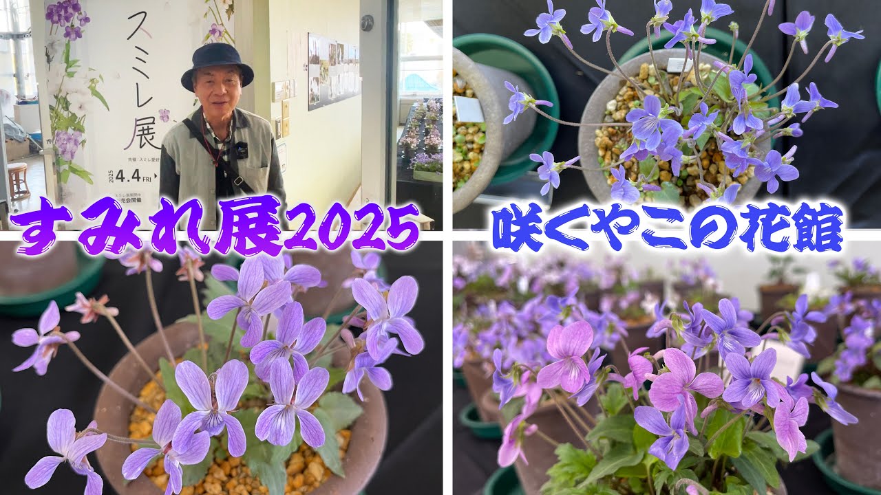 【スミレ展】日本のスミレの基本種から雑種まで約80種類を展示するスミレ展【咲くやこの花館】