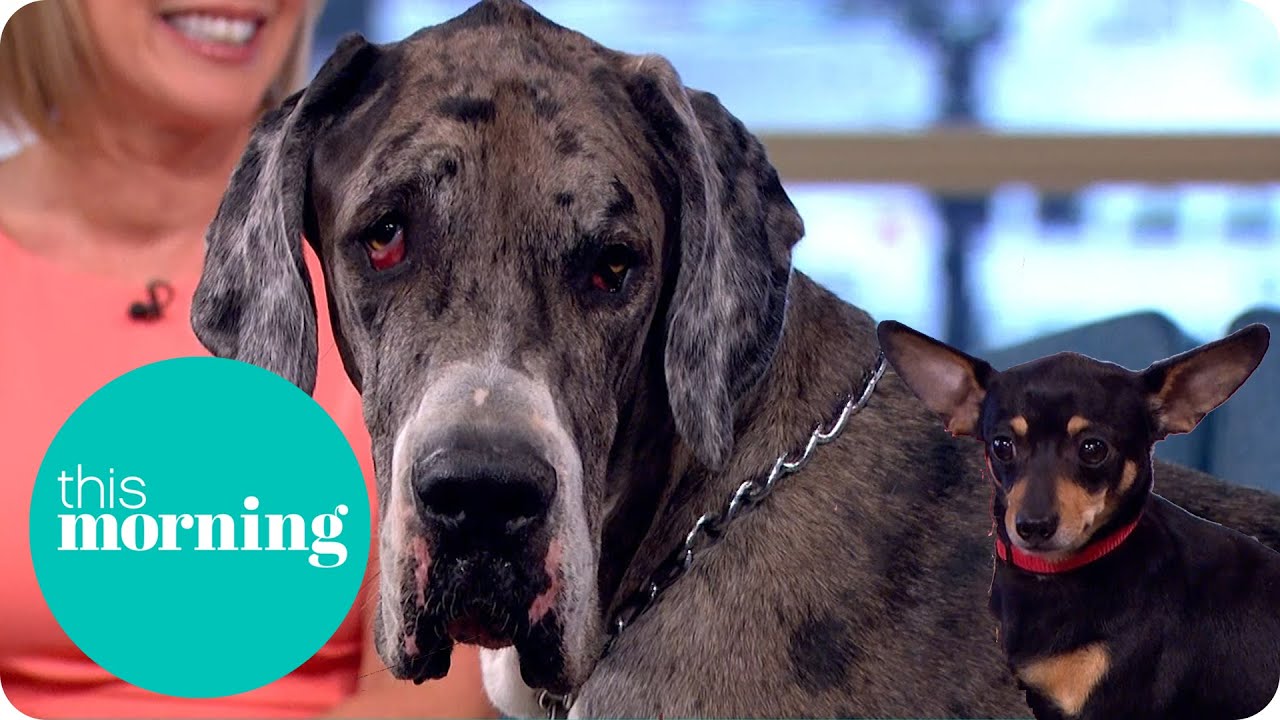 World's Tallest Dog Meets Britain's Smallest Dog! | This Morning