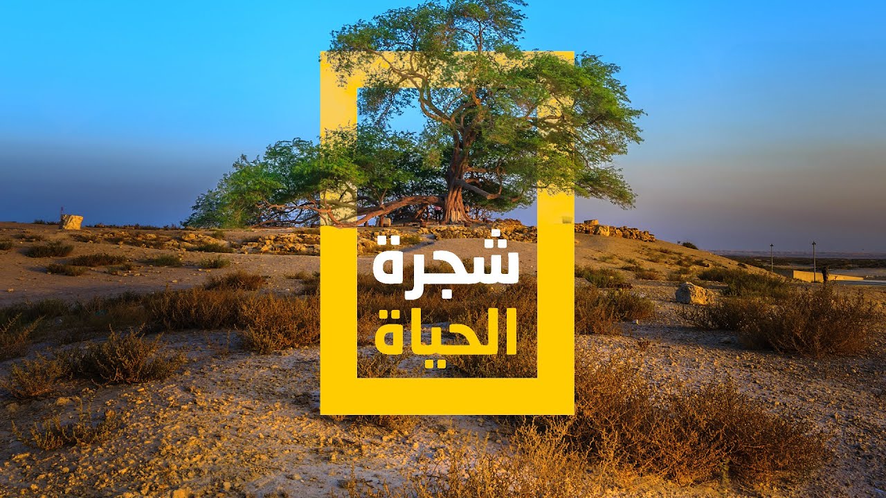 الغاف