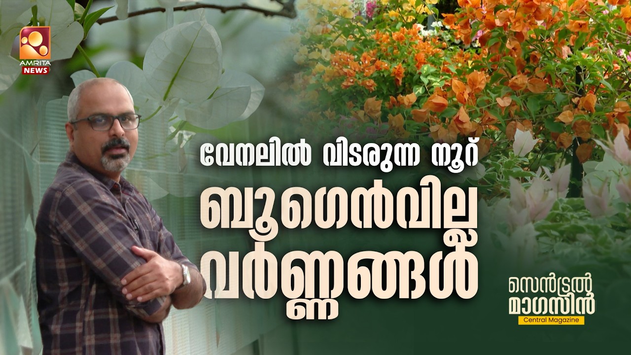 ബൂഗെൻവില്ല ചെടികൾ വീടുകളിലും വിപണിയിലും വീണ്ടും  താരമാവുന്നു | Bougainvillea | GardeningKerala