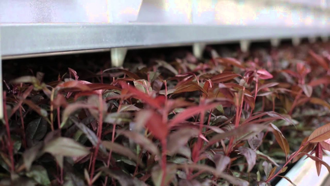 Who We Are: Agromillora Group. It's in our Nature (English)