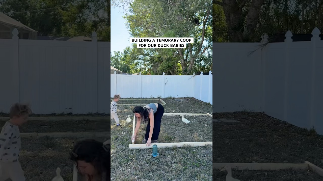 BUILDING A TEMORARY COOP FOR OUR DUCK BABIES #diy #chickencoop #ducks #homsteading #building#twinmom