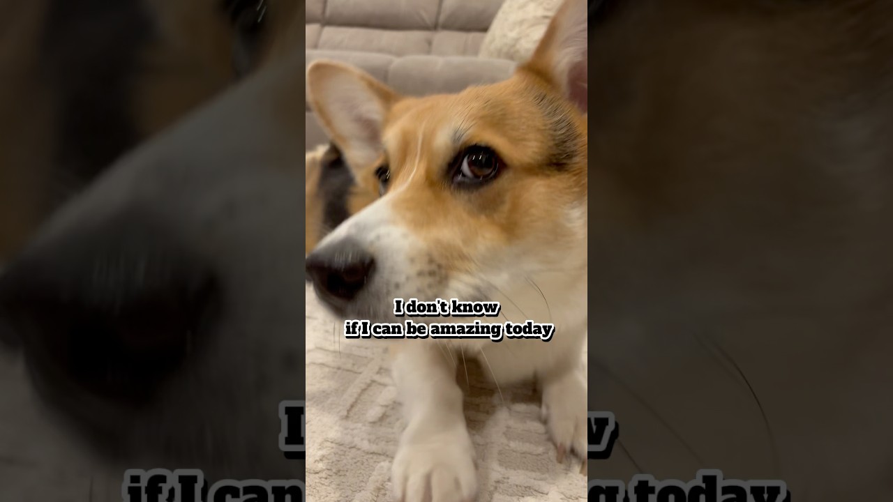 Everyone has an amazing week? #corgi #dog #cutedog