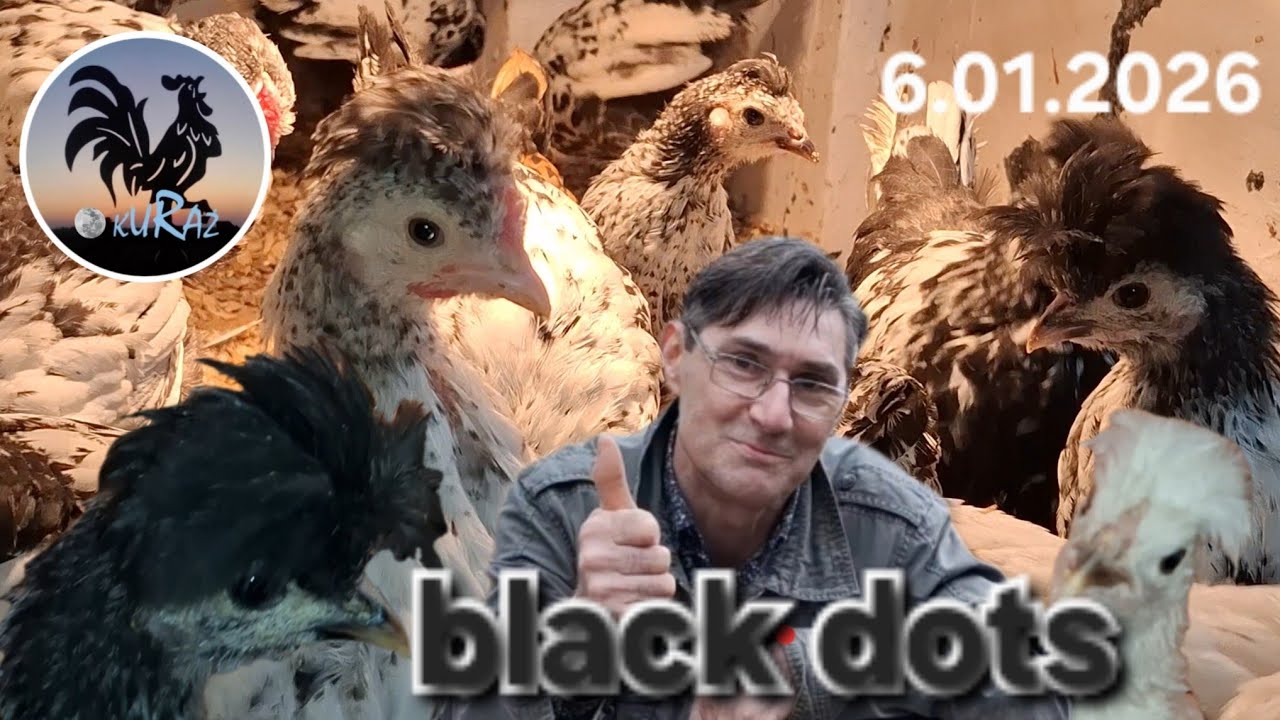 Kurczaki w kropki * black polka dots chickens * 6.01.2026 #chickens 