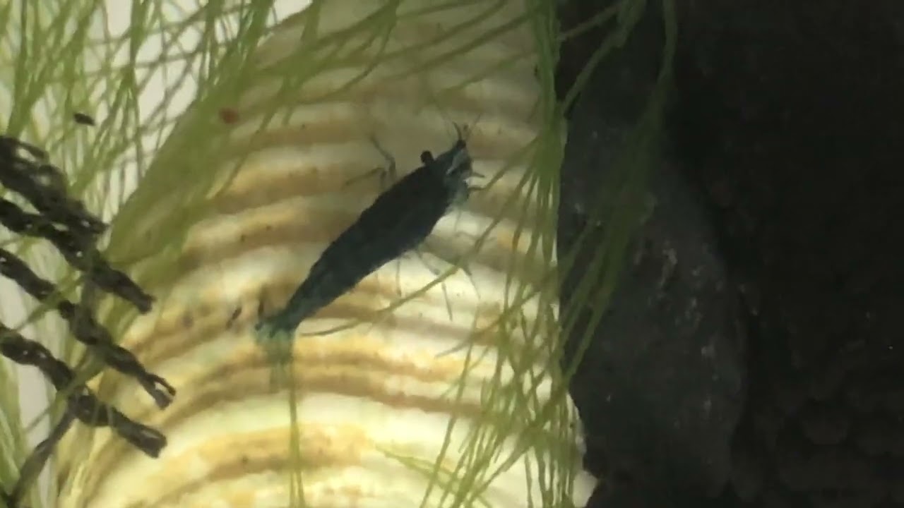 Blue velvet shrimp 🦐 