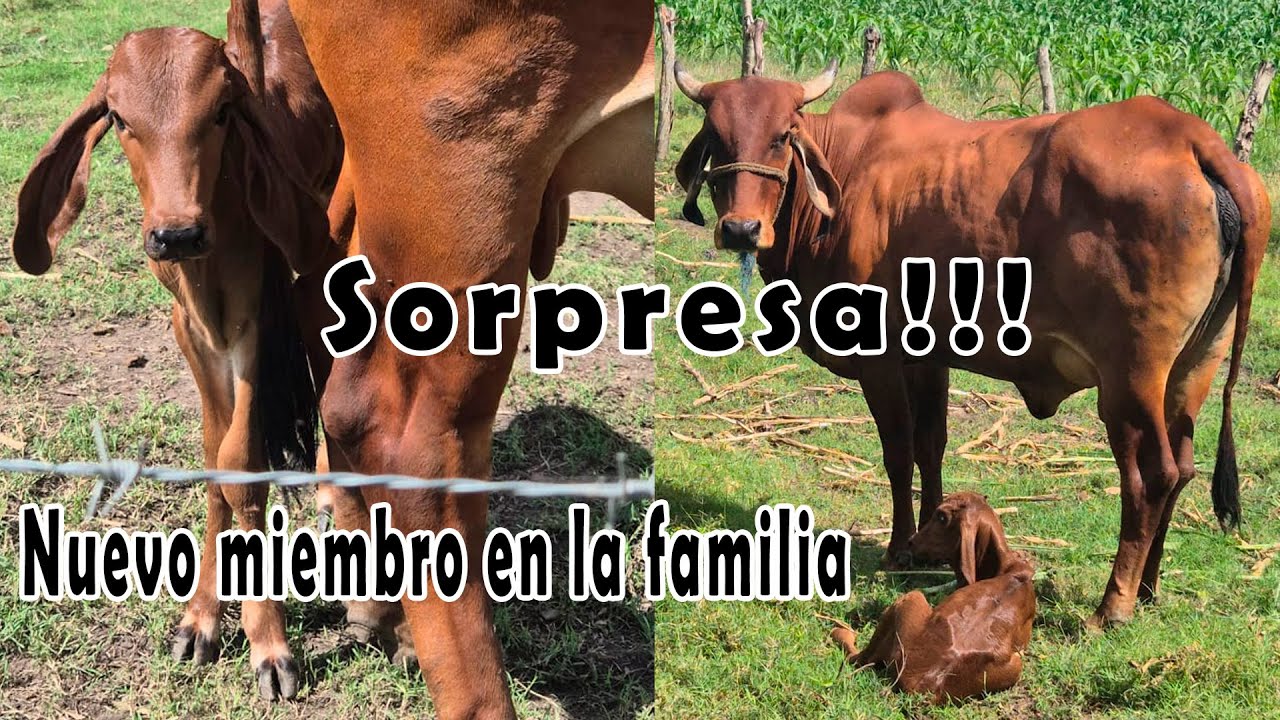 Sorpresa que recibimos en la Finca Hay un nuevo miembro en la Familia