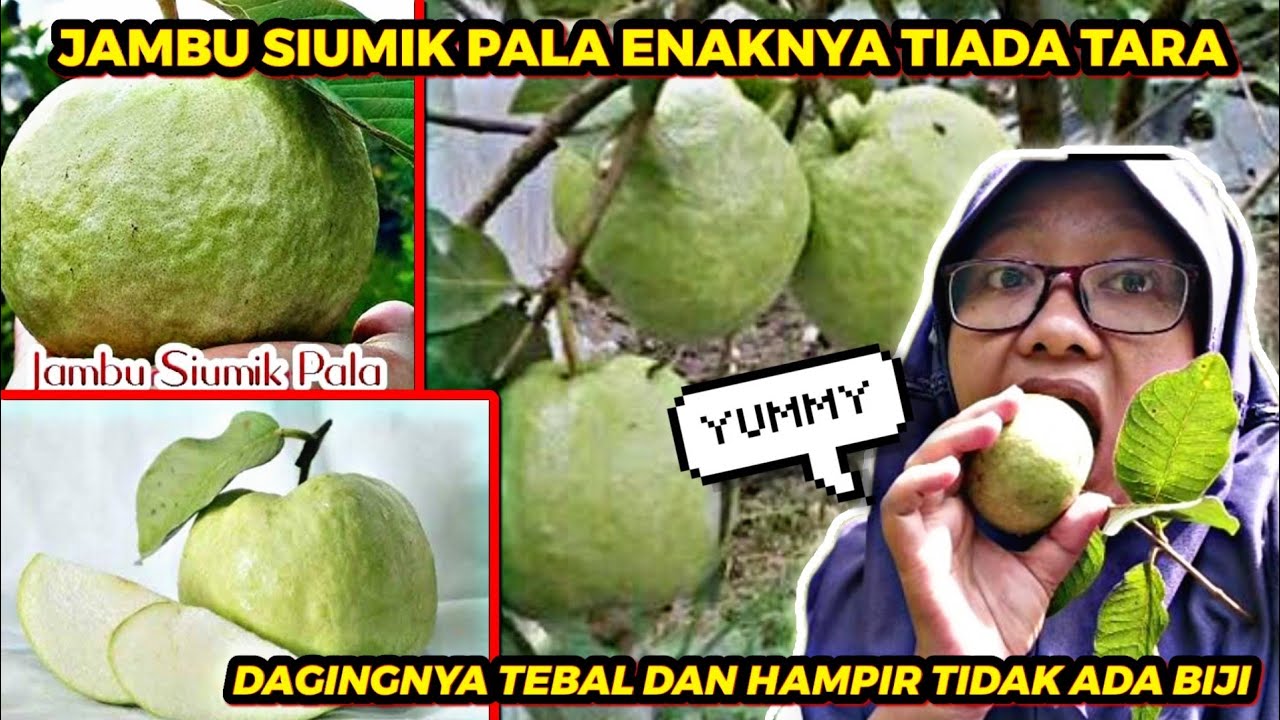 Jambu Siumik Pala, enaknya tiada tara