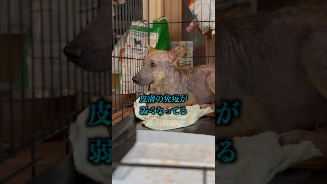 殺処分ゼロを。