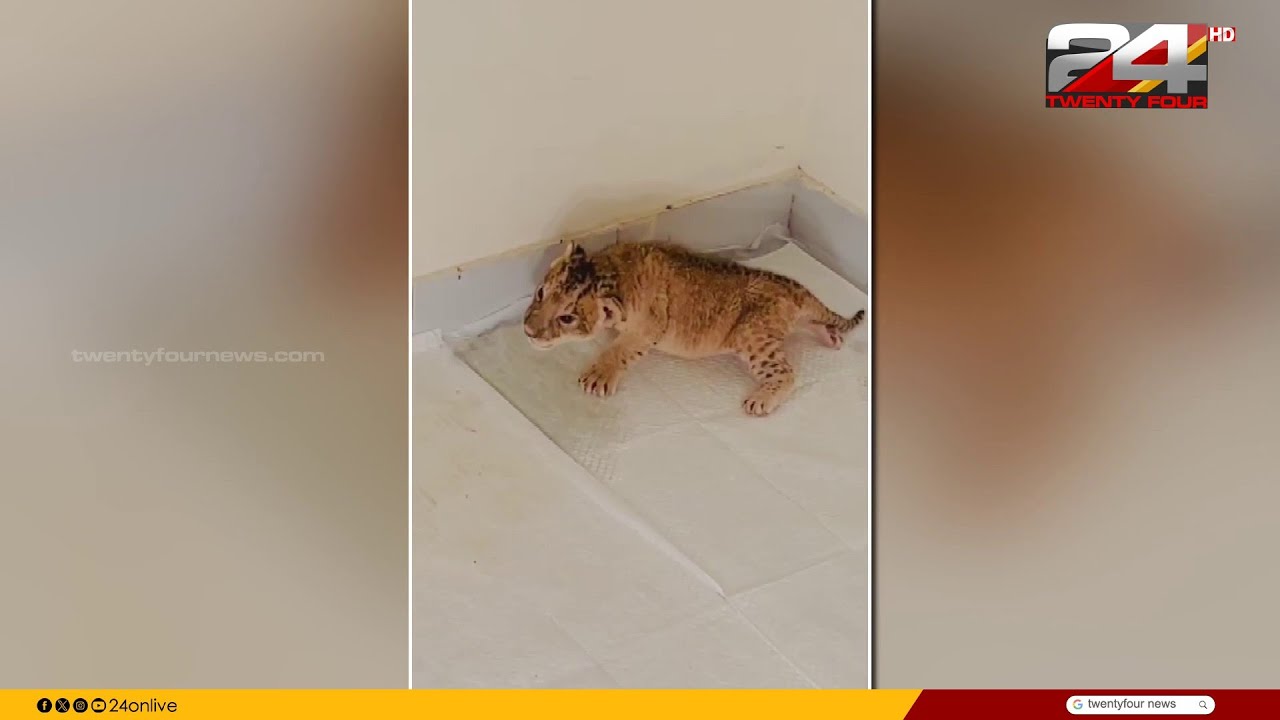 പെർഫക്റ്റ് ഓക്കെ! തിരുവനന്തപുരം മൃഗശാലയിൽ പിച്ചവെച്ച് സിംഹക്കുഞ്ഞുങ്ങൾ