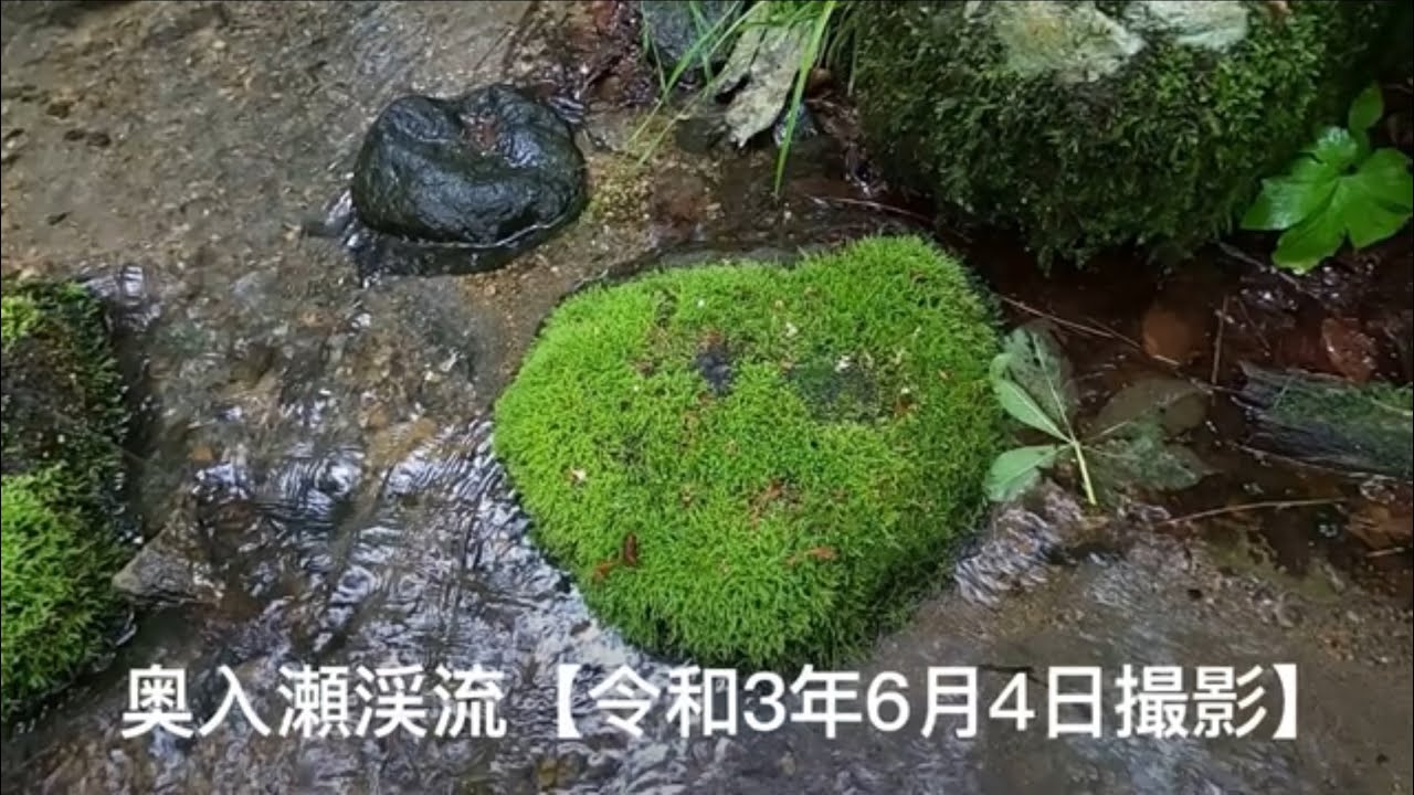 主役は【苔】雨天の【奥入瀬渓流】に行ってみた